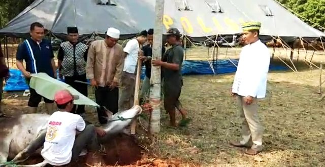 Polres Lampung Utara Potong 6 Sapi dan 11 Kambing Qurban - Berita