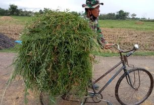 Anggota Satgas TMMD 111 Bantu Warga Mencari Rumput Untuk Pakan Sapi.