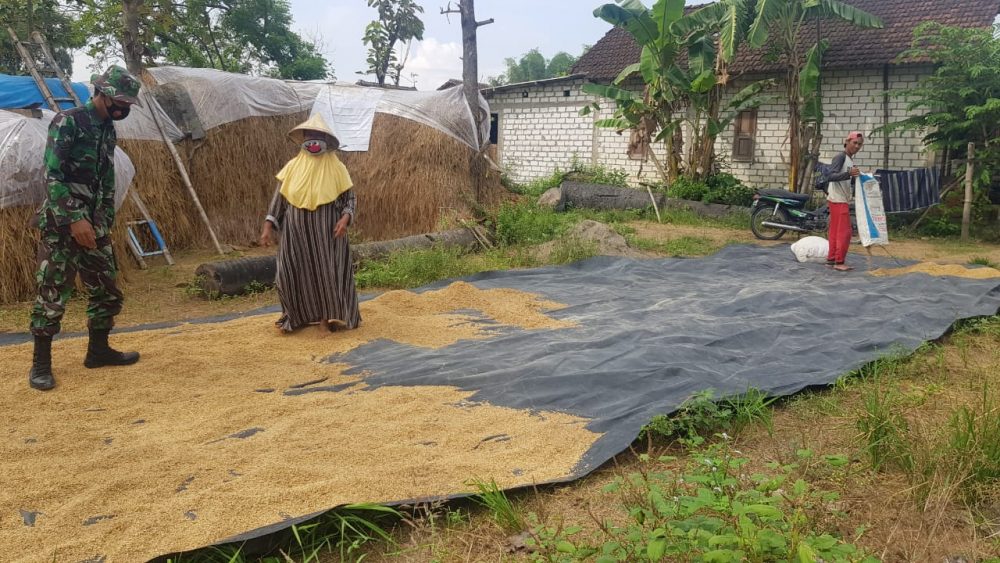 Sambil Membantu Menjemur Padi, Anggota Satgas Dapatkan Pengetahuan Tentang Fermentasi Jerami Sebagai Pakan Sapi