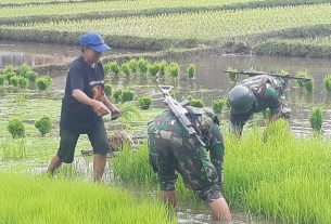 Satgas Apter Kodim 1705/Paniai Bantu Warga Tanam Padi