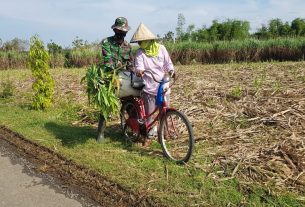 Anggota Satgas TMMD Bantu Ibu Karsini Membawa Karung Pakan Ternak
