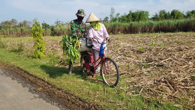 Anggota Satgas TMMD Bantu Ibu Karsini Membawa Karung Pakan Ternak