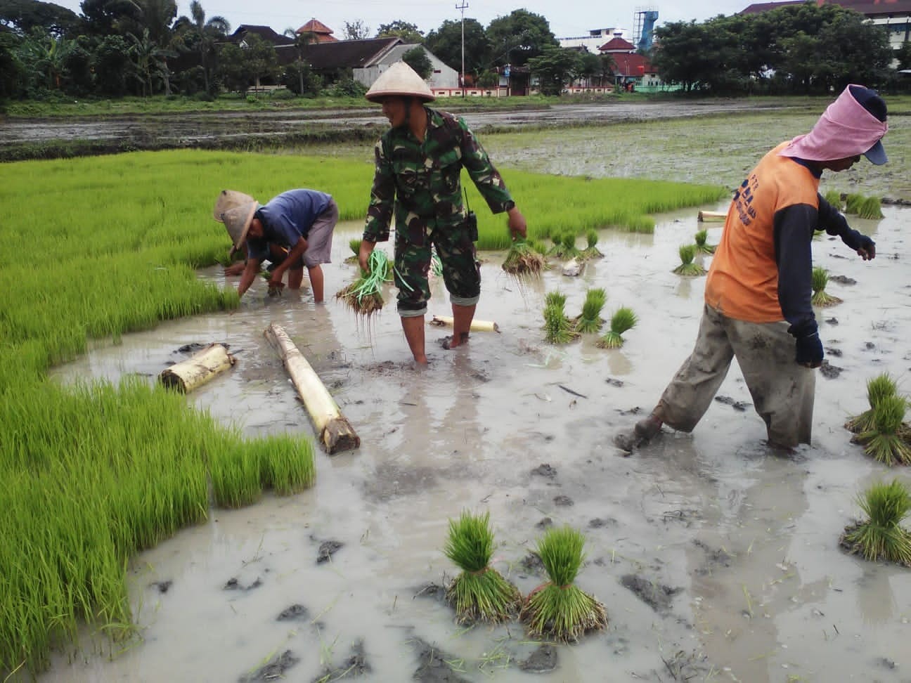 Terjun Ke Sawah, Babinsa Kelurahan Banjarsari Berikan Motivasi Dan Pendampingan Penanaman Padi