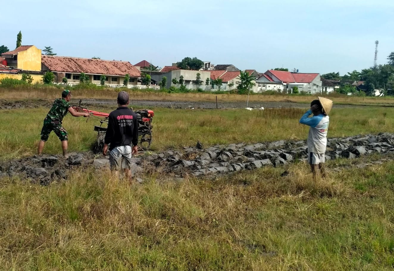 Dukung Ketahanan Pangan di Wilayah Babinsa Galang Petani Dalam Mengelola Lahan