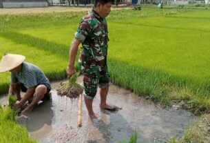 Tingkatkan Hasil Pertanian, Babinsa Karangasem Terjun Ke Sawah Dampingi Petani Tanam Padi