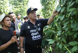 Gubernur Arinal Panen Kopi dan Tinjau Lokasi Penanaman Sistem Tumpang Sari Kopi dan Lada di Pekon Sinar Jaya, Air Hitam, Lampung Barat