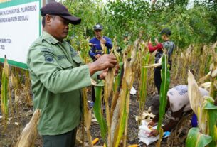 Kodim Boyolali Panen Raya Jagung Di Lahan Perhutani