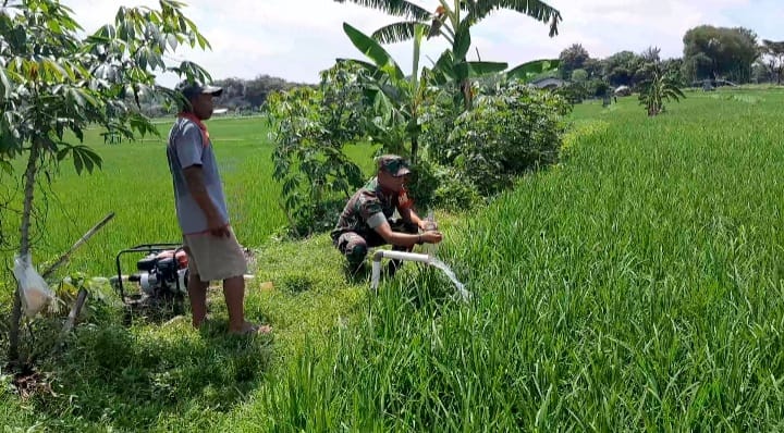 Babinsa Bantu Pengairan Sawah Guna Optimalkan Keberhasilan Panen Padi