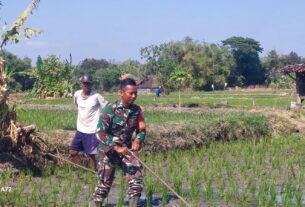Babinsa Simo Tak Segan Bantu Matun Petani