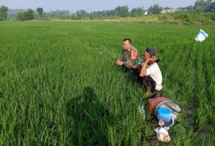 Babinsa Klego Dengarkan Keluhan Petani Lewat Komsos
