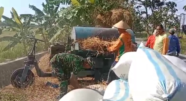 Wujudkan Swasembada Pangan, Bantu Petani Panen Padi