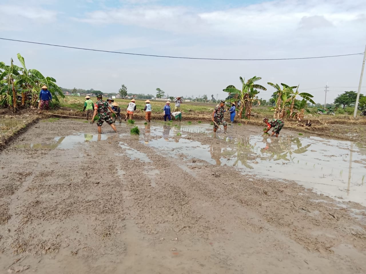 Babinsa Bantu dan Semangati Petani Tanam Padi