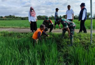 Moment Aparat dan Petani Gropyokan Hama Tikus di Desa Kedungupit, Sragen