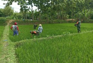 Babinsa Turut Pupuk Padi, Demi Hasil Panen Maksimal