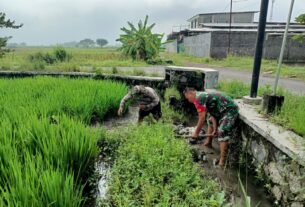 Babinsa Sawit Bantu Petani Desa Tegalrejo Rawat Padi