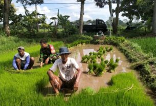 Babinsa Teras Aktif Membantu Poktan Ngudi Luhur Dalam Ketahanan Pangan