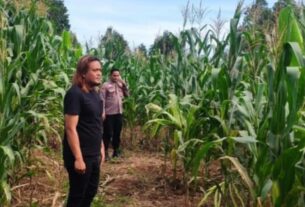 Polsek Talangpadang Tinjau Lahan Jagung Program 1 Juta Hektare, Panen Dijadwalkan Mei 2025
